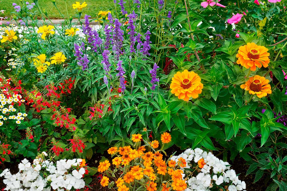 A densely planted perennial flower bed in full summer bloom