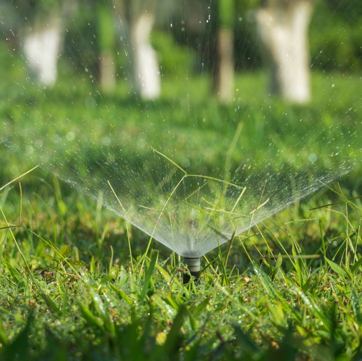 Pop-up sprinkler watering a green lawn in morning light