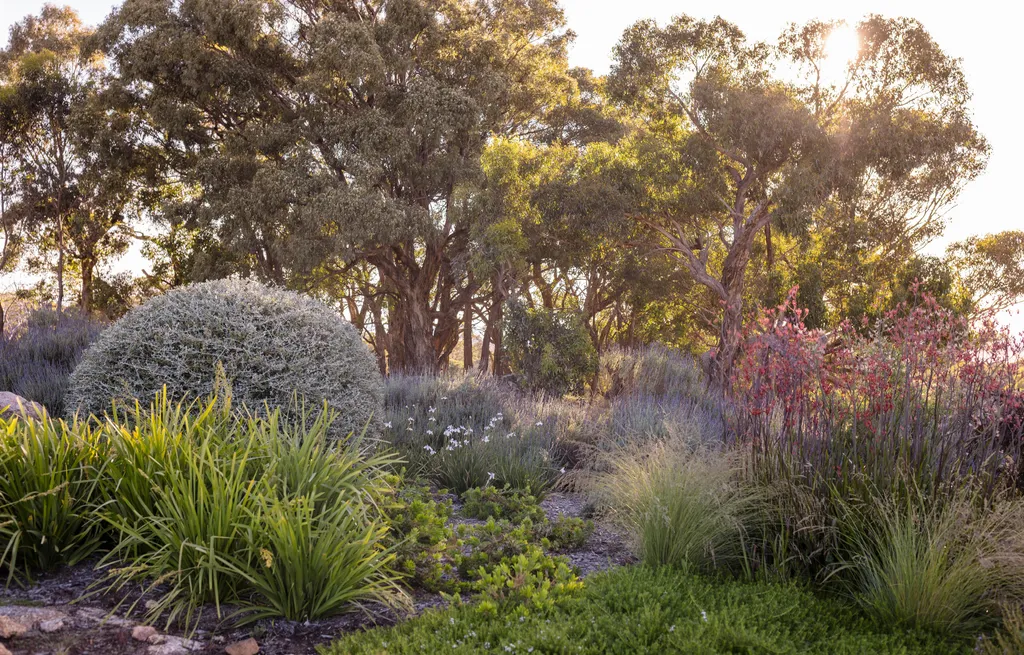 Layered native Australian garden planting