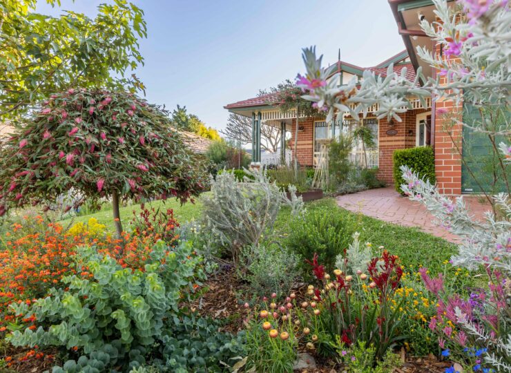 Established Australian native garden
