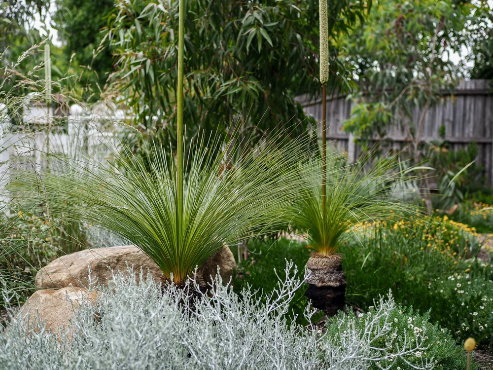 Native Australian grasses in a designed landscape