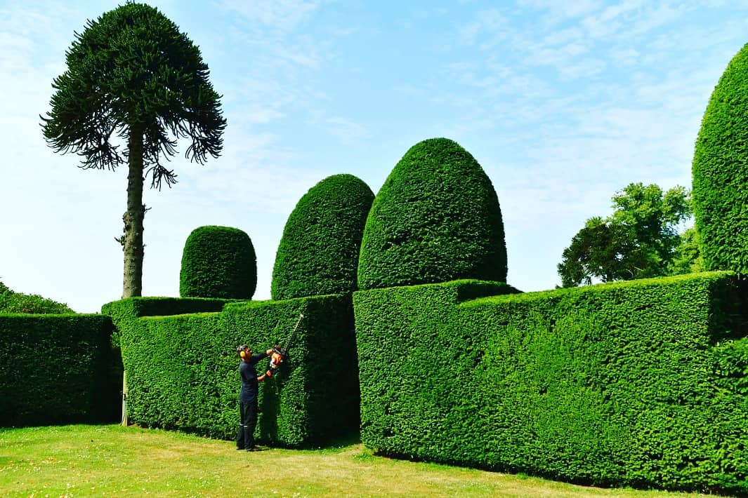 Gardener trimming a tall hedge in a Leeds garden