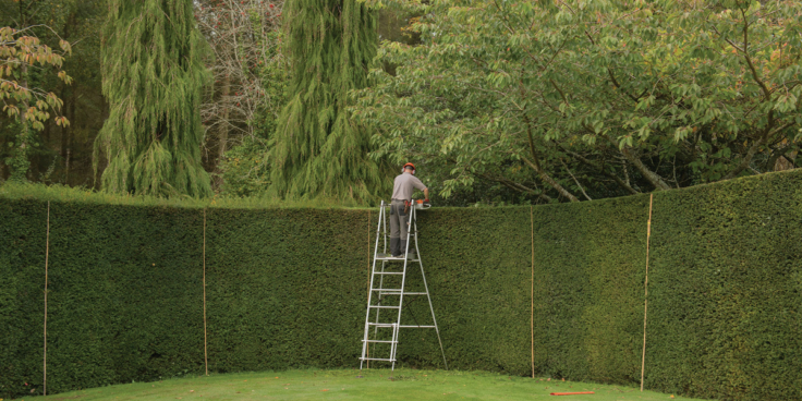 A freshly cut lawn in a sunny garden