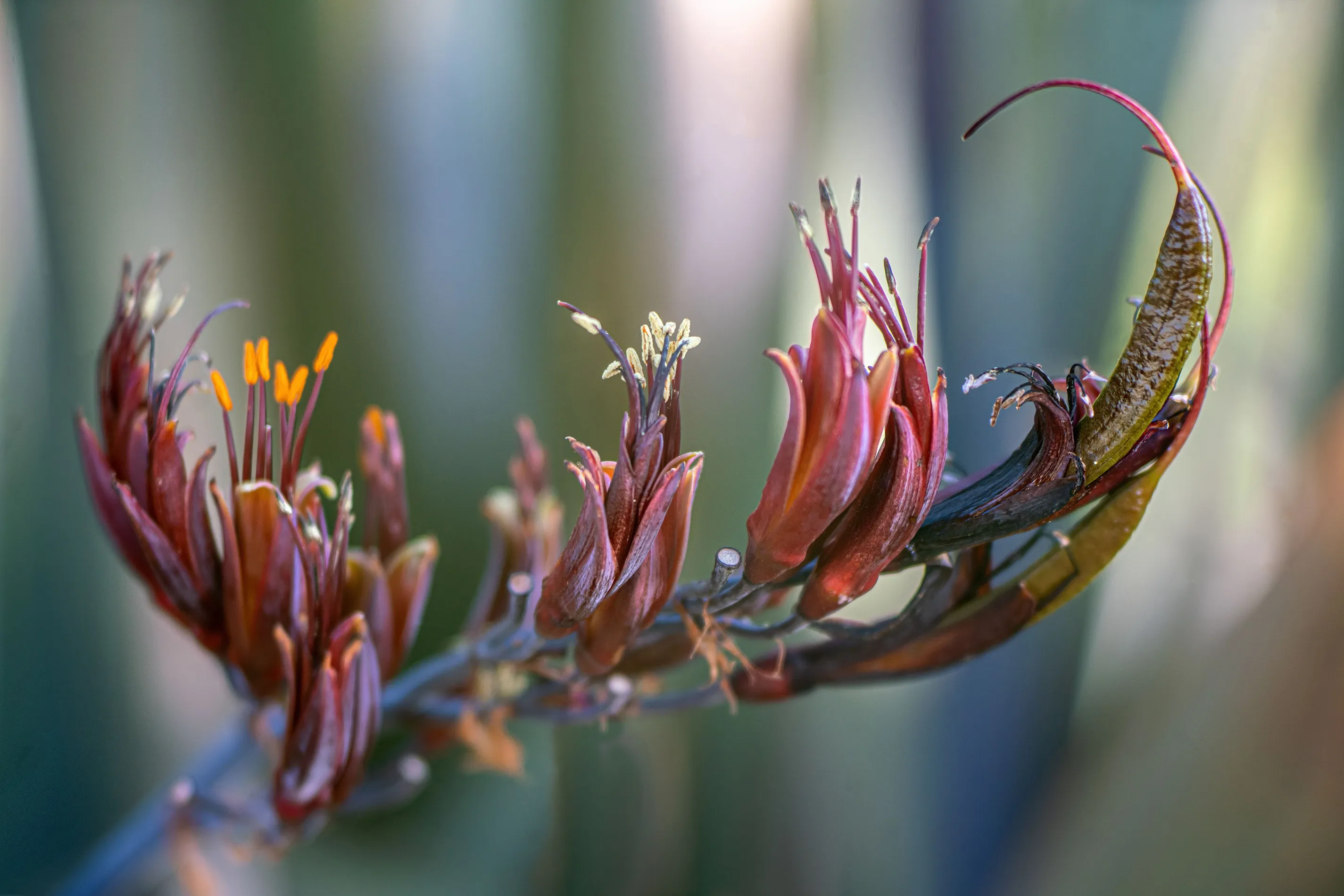 Native New Zealand planting