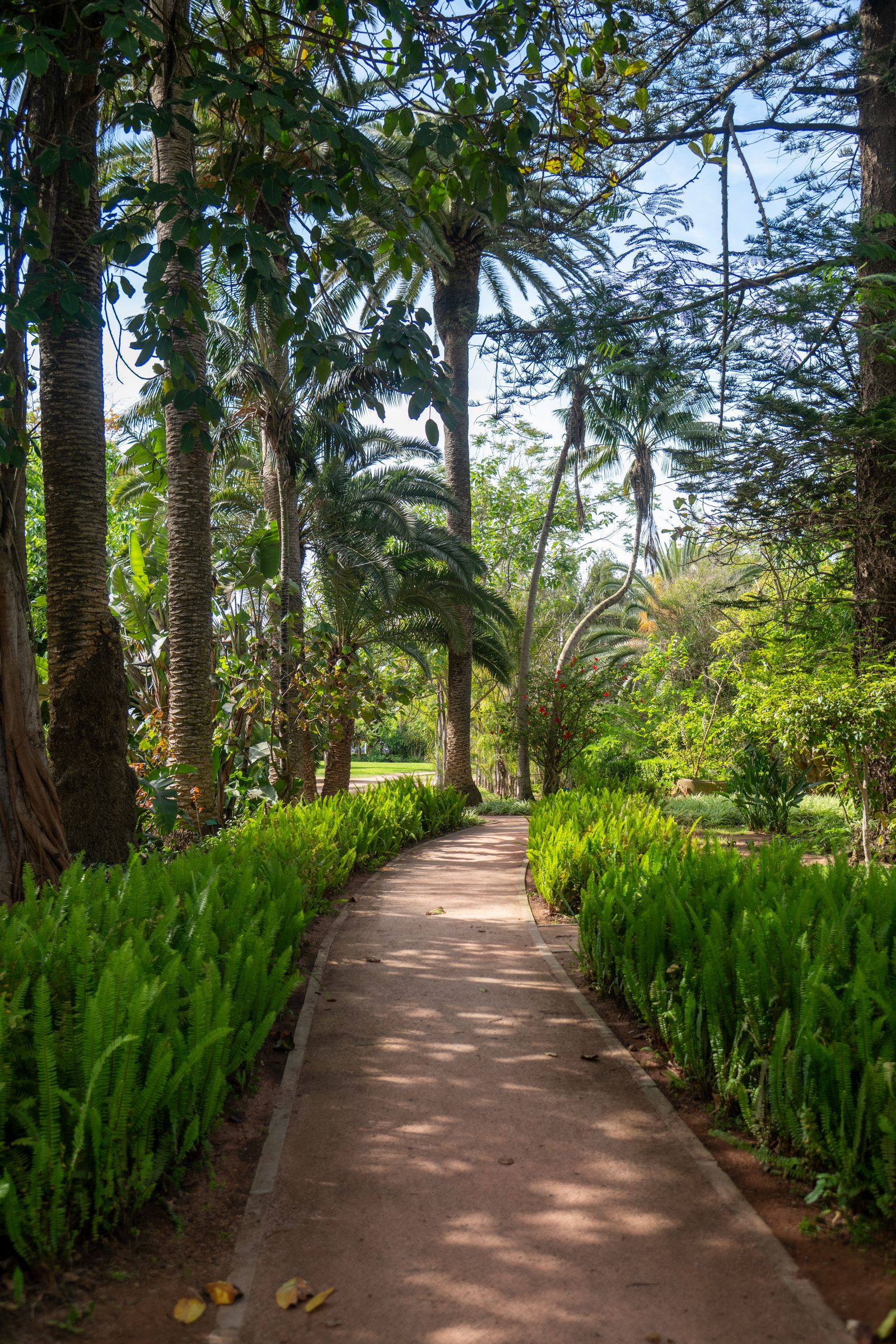 Palm grove preview