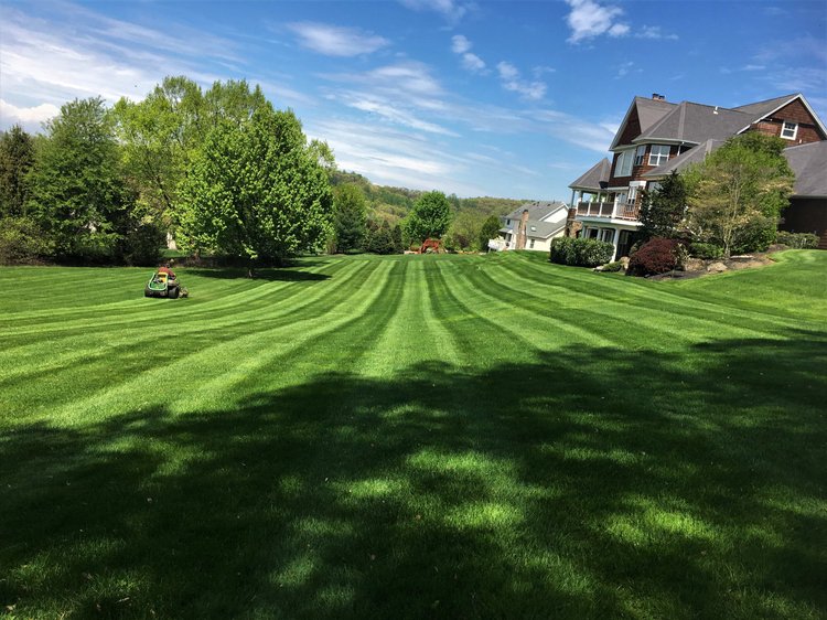 Concept photo — sample lawn: lush green lawn