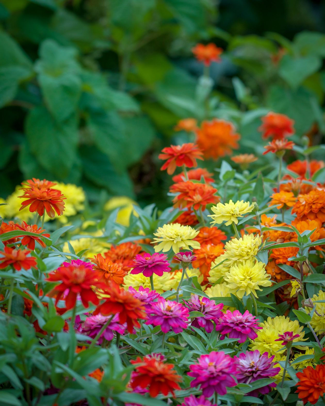Layered perennial planting in a residential garden