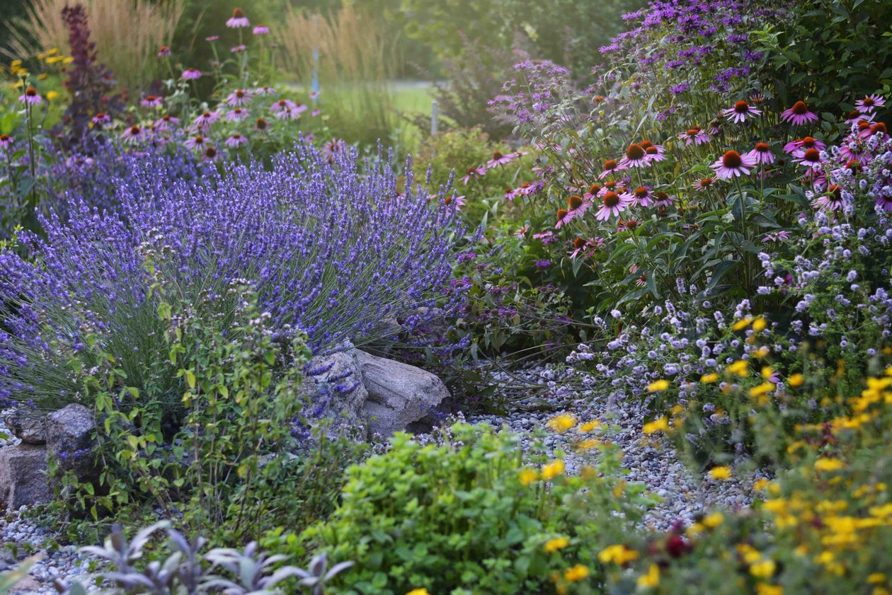 Sunlit garden bed with mixed shrubs and perennials