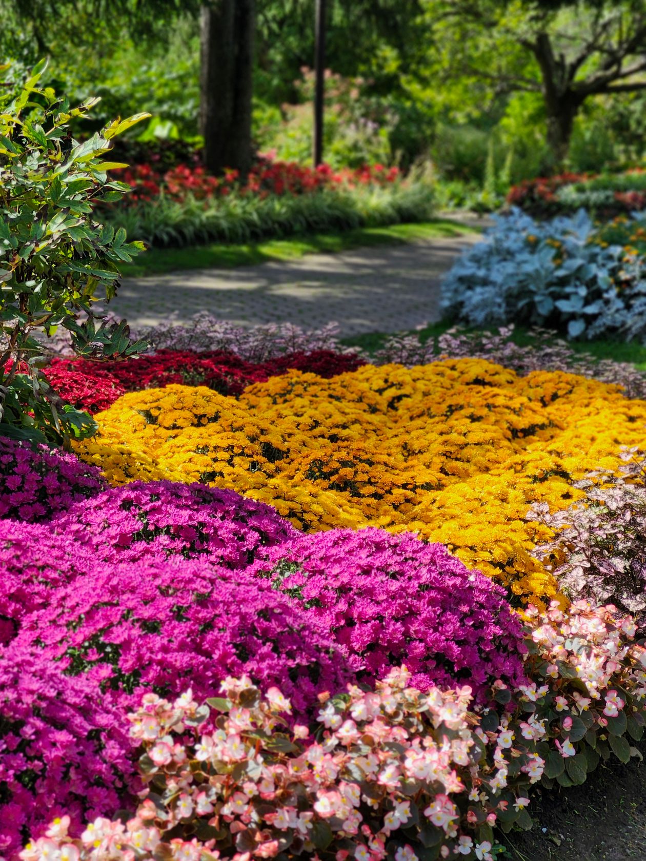Tall ornamental planting along a garden walk