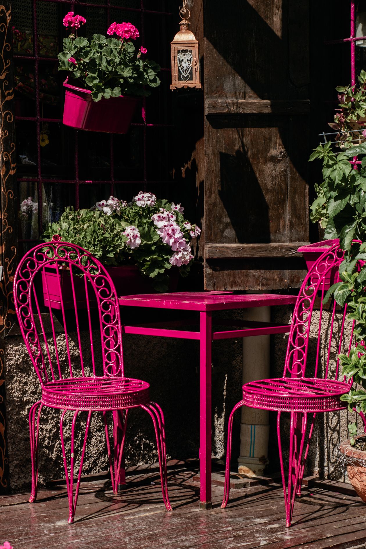 Tall garden planting with soft evening light