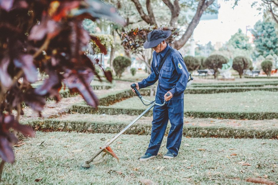 Gardener edging a park lawn with shaped hedges